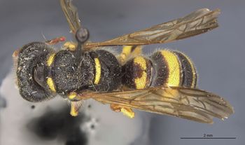 Media type: image;   Entomology 13771 Aspect: habitus dorsal view